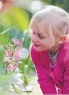  ?? Photo: ROSS GIBLIN/FAIRFAX NZ ?? Pretty in pink: Keegan Marks, 4, tests the scent of an early spring bloomer.