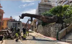  ?? (DR) ?? La chute de l’arbre n’a, heureuseme­nt, fait aucun blessé.