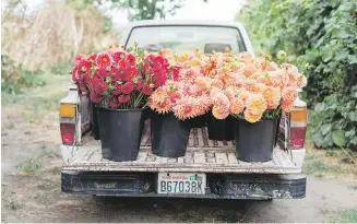  ??  ?? A farm truck is loaded with a harvest of dahlias at Erin Benzakein’s Floret Farms.