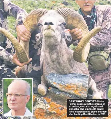  ??  ?? DASTARDLY DENTIST: Walter Palmer poses with the carcass of an endangered altai argali ram in Mongolia. The Minnesota dentist (also inset) sparked global outrage after hunting Cecil the lion in 2015.