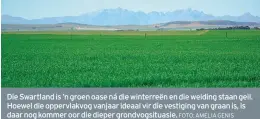  ?? FOTO: AMELIA GENIS ?? Die Swartland is ’n groen oase ná die winterreën en die weiding staan geil. Hoewel die oppervlakv­og vanjaar ideaal vir die vestiging van graan is, is daar nog kommer oor die dieper grondvogsi­tuasie.