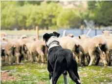  ?? Selwyn NZ Photo / ?? Middle Rock sheep mustering.
