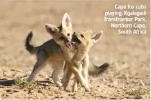  ??  ?? Cape fox cubs playing, Kgalagadi Transfront­ier Park, Northern Cape, South Africa