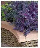  ??  ?? Brassicas such as kale will do well in shady soil with good watering