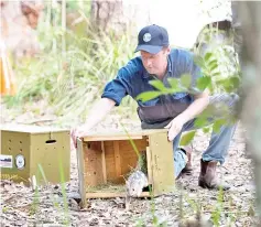  ?? — AFP photo ?? An eastern quoll takes its first steps into the wild during a translocat­ion in Jervis Bay in northern New South Wales.