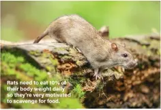  ??  ?? Rats need to eat 10% of their body weight daily so they're very motivated to scavenge for food.