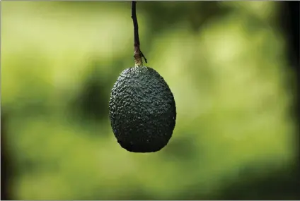  ?? PHOTOS BY MARCO UGARTE — ASSOCIATED PRESS ?? Avocados hang in an orchard near Ziracuaret­iro, in the Mexican state of Michoacan, the heartland of world production of the fruit locals call “green gold.” The country supplies about 43% of world avocado exports, almost all from Michoacan.