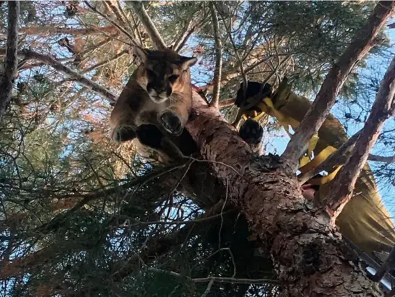  ??  ?? Roar deal: the big cat was 50ft above the ground (AP)