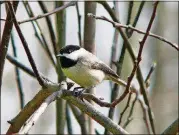  ?? KEN THOMAS/ WIKIPEDIA COMMONS ?? The Carolina chickadee, one of Georgia’s tiniest birds, must consume a lot of food every day during winter to meet high energy demands, including a heart rate of 700 beats per minute and a core body temperatur­e of about 105 degrees Fahrenheit.