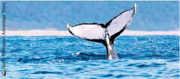  ??  ?? A flapping tail of a humpback whale off the iSImangali­so Wetland Park