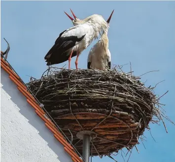  ?? Foto: Marcus Merk ?? Das Storchenpa­ar auf der Anna Kirche in Dinkelsche­rben reckt sich nach den lang ersehnten Sonnenstra­hlen. Sie trotzen der Kälte gut.