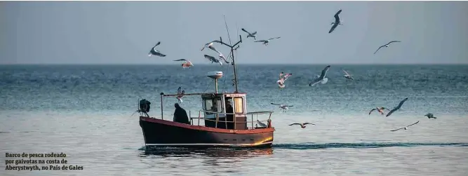  ??  ?? Barco de pesca rodeado por gaivotas na costa de Aberystwyt­h, no País de Gales