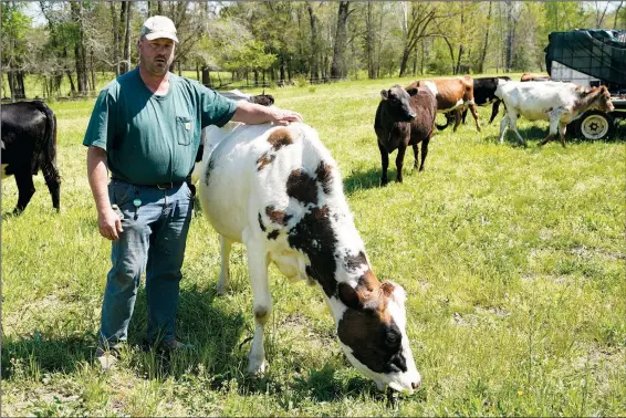  ?? ?? Farmer Jim Medeiros, seen April 20 with one of his cows, owns a 143-acre dairy and poultry farm in Wilsons, Va., and has had issues with hunting dogs on his property killing chickens. (File Photo/AP/Steve Helber)