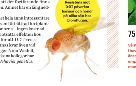  ??  ?? Resistens mot DDT påverkar hannar och honor på olika sätt hos blomflugan.