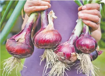  ??  ?? Red onions such as Redwing have a milder, sweeter flavour.