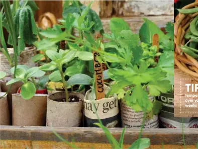  ??  ?? BELOW: Summer vege seedlings grown in individual pots can be planted with roots intact RIGHT: Climbing beans