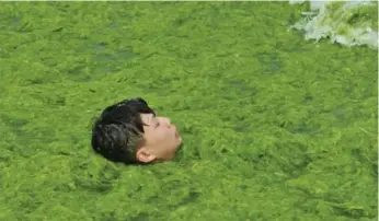  ?? REUTERS ?? A boy plays in algae-covered water in Qingdao, China. Experts say algal blooms are increasing in frequency.
