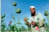  ?? AFP ?? An Afghan farmer harvests opium sap from a poppy field in Chaparhar district . —