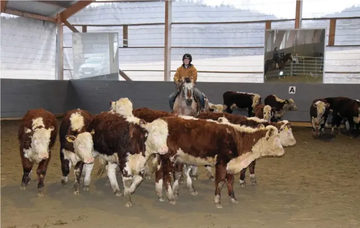  ?? Bild: INGVAR SPETSMARK ?? VAN RYTTARE. Oskar Diås, bosatt på Orust, tycker det är kul med att driva boskap från hästryggen och lära sig att handskas och förstå hur kor beter sig.