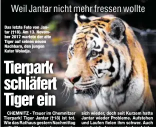  ??  ?? Das letzte Foto von Jantar (†18). Am 13. November 2017 wartete der alte Tiger auf seinen neuen Nachbarn, den jungen Kater Wolodja.