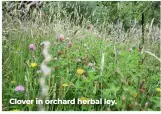  ??  ?? Clover in orchard herbal ley.