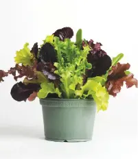  ??  ?? LEAFY. Mixed lettuce leaves can be grown through winter if protected from frost.