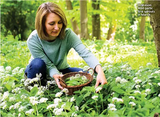  ??  ?? In season: Wild garlic first sprouts in March