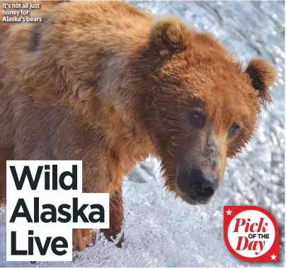  ??  ?? It’s not all just honey for Alaska’s bears