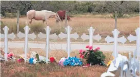  ??  ?? Horses graze in a pasture Wednesday near a memorial for the 26 victims of the church massacre in Sutherland Springs, Texas.
| SCOTT OLSON/ GETTY IMAGES