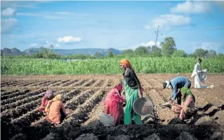  ?? Rebecca Conway, © The New York Times Co. ?? Farm workers plant onions in the village of Sahori in Rajasthan, India, on Aug. 31. A crashing economy in big cities has produced a strange problem in the midst of rising hunger: falling demand for crops.