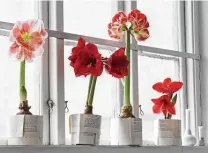  ?? Johner Images / Getty Images ?? .
Amaryllis are available in rich red, soft pink or salmon, elegant white, pale yellow and bicolors.