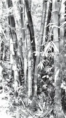  ??  ?? The bamboo industry is being targeted to be developed by the Davao City Chamber of Commerce and Industry, Inc. (DCCCII) by having it as one of the highlights of this year's Davao Agri Trade Expo. Photo shows a Gigantochl­oa levis (Bolo), which is endemic in the watershed of Sierra Madre Mountains. Photo from Philippine Bamboo Foundation