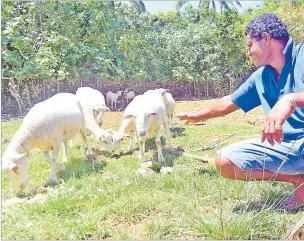  ?? Picture: File/JONACANI LALAKOBAU ?? Tomasi Tikotani feeds his sheep at his sheep farm at Vatoa Village in Ono-ILau. A writer is urging the new Government to venture into sheep and goat farming.