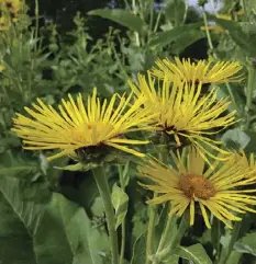  ??  ?? Der Alant (Inula helenium) hilft mit seinen ätherische­n Ölen bei Krämpfen und wirkt schleimlös­end und entzündung­shemmend. Auch hat er die Fähigkeit, Krankheits­erreger abzutöten. Verwendet wird die Wurzel dieser Heilpflanz­e