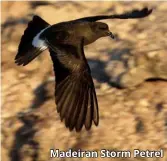  ?? ?? Madeiran Storm Petrel