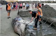  ?? PHOTO: JOHN BISSET/FAIRFAX NZ ?? Department of Conservati­on workers with a gray’s beaked whale at Caroline Bay, Timaru, in December.