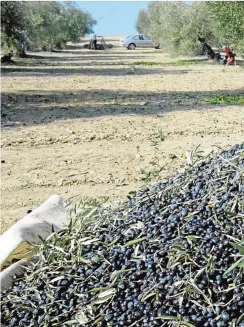  ??  ?? El olivar es sin lugar a dudas la locomotora del campo cordobés