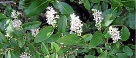  ??  ?? Chinese knotweed was first found in New Zealand in 2011; below, wild ginger.