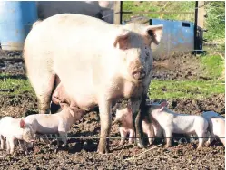 ??  ?? Pig keepers in the UK are being alerted to the risk of African swine fever.