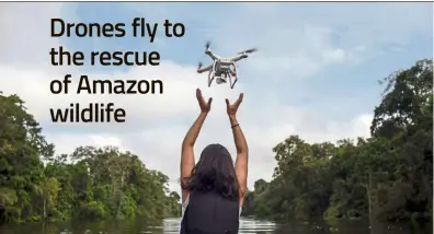  ?? —AFP ?? Scientists are using drones to keep track of the Amazon’s threatened pink river dolphins.