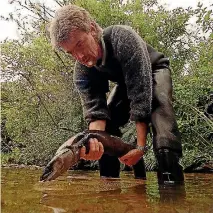  ?? PHOTO: FAIRFAX NZ ?? Niwa biologist Ben Chisnall tags a longfin eel threatened with extinction.