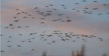  ??  ?? Above: skeins of pinkfeet rising at dawn. Left: a bag of wigeon, the reward for fieldcraft and accuracy Below: a successful morning on the Medway