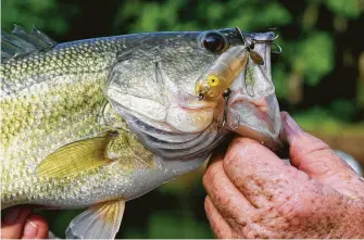  ??  ?? The sound made by the spinning prop on “slush baits” such as Heddon's classic Tiny Torpedo imitates a struggling shad, small sunfish or other potential meal and can prove irresistib­le to largemouth bass when fished early and late on summer days.