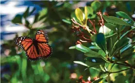  ?? Jessica Christian/The Chronicle 2022 ?? A monarch butterfly flies around the gardens at Lake Merritt in Oakland.