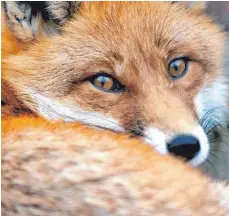  ?? ARCHIVFOTO: LEONHARDT ?? Ein Fuchs auf einem Hausdach hat für Irritation­en gesorgt. Der Tierschutz­verein informiert über die Zuständigk­eiten.