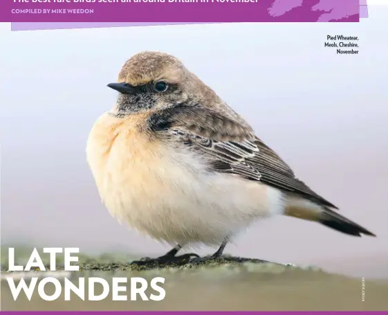  ??  ?? Pied Wheatear, Meols, Cheshire, November