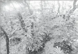  ?? COURTESY OF SAN MATEO COUNTY NARCOTICS TASK FORCE ?? Authoritie­s recently removed 11,400 marijuana plants from illegal grow sites in San Mateo County. Four men were arrested. They have been linked to 6,899 of the plants.