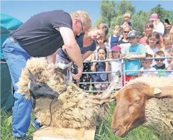  ??  ?? Es kommt auf die richtigen Handgriffe an. Dirk Heye und Stefanie Lamberti zeigen beim Fest der Schäferei Lamberti in Düssel, wie ein Schaf geschoren wird.