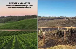  ??  ?? BEFORE AND AFTER The extent of the fire damage across Henschke’s Lenswood vineyard.