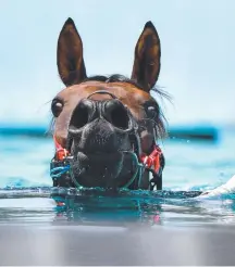  ?? Picture: AAP IMAGE ?? Alligator Blood swims in Melbourne this week.